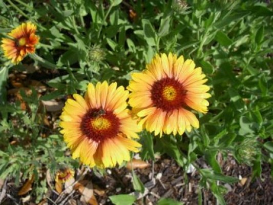 Blanket Flower